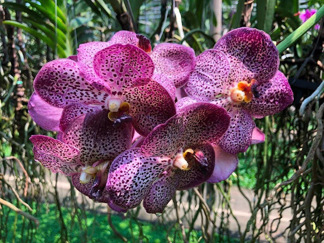 Orquídeas de Chiang Rim - Tailândia