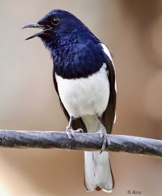 Oriental Magpie-Robin