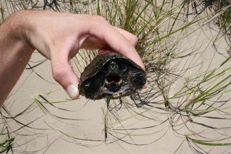 Baby Turtles That Fit in the Palm of Your  Hand Seen On www.coolpicturegallery.us