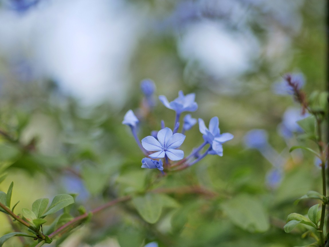 Herbstblumen