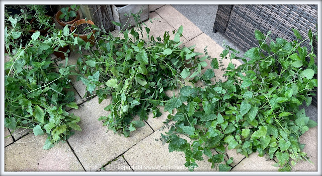 The BBHQ Midweek News Round-Up ©BionicBasil® The Catnip Plants - Cropped