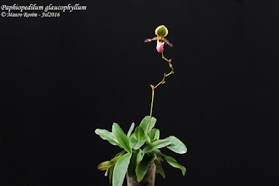 Paphiopedilum glaucophyllum orchid plant care and culture