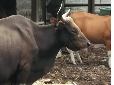 gambar banteng di kebun binatang