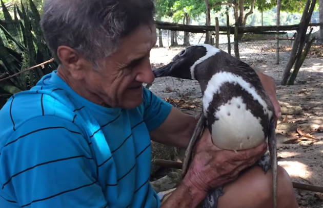Heartwarming Story of a Penguin Who Swims 5,000 Miles Every Year to See the Man Who Rescued Him