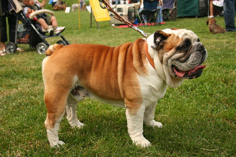 English Bulldog