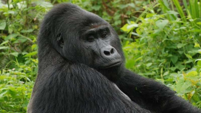 Killer of rare gorilla Rafiki jailed for 11 years