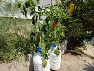 growing peppers in a large water bottle