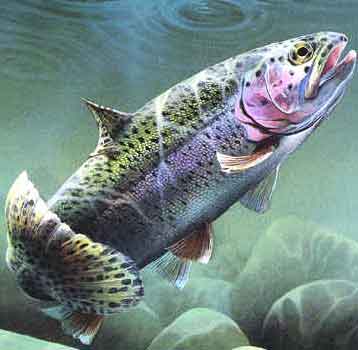 Pics Of Rainbow Trout. The rainbow trout