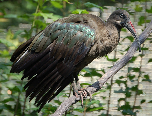 The hadada ibis in full profile. Its wings show iridescent green.