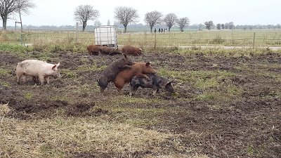 En suède, priorité au bien être animal. Les abattoirs surveillés.