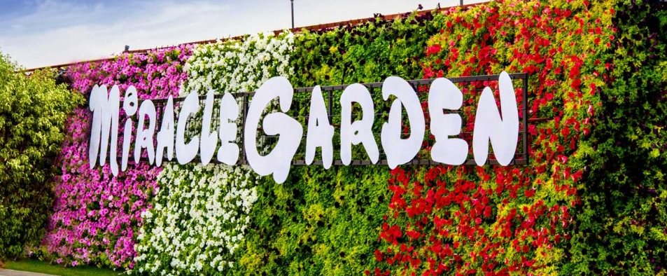 AMAZING PIKCHAZ: ATTRACTIONS: DUBAI'S MIRACLE GARDEN - WORLD'S ...