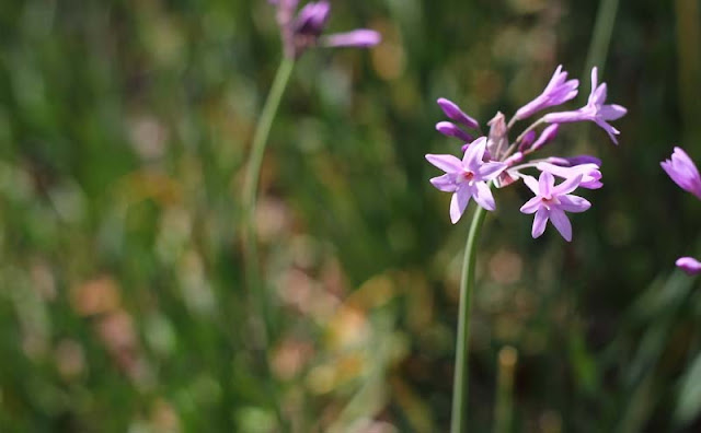 Society Garlic Flowers Pictures