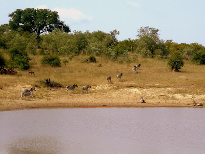 Kruger National Park, South Africa, safari, Zebras, watering hole