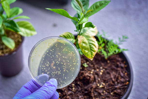 Bacterial Diseases: Silent Plant Killers