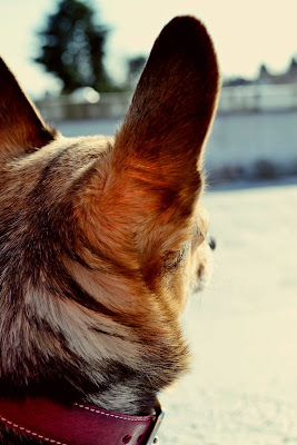 people watching, mini corgi, corgi, chihuahua, dog, seattle