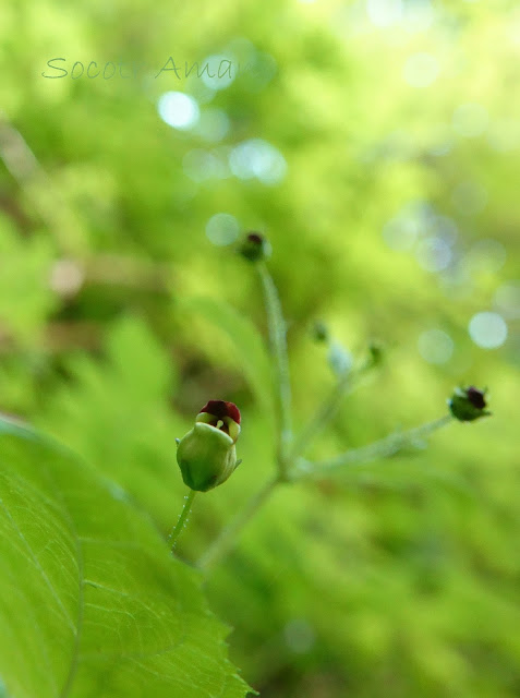 Scrophularia musashiensis