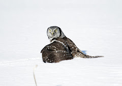  Tailed Hawk Nest on Photo Journal By Ann  Hunting Red Tailed Hawks Jan 2  2010