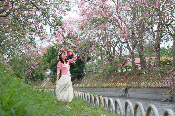 彰化北斗美人樹綿延1.5公里河濱自行車道，河濱公園景觀橋好好拍