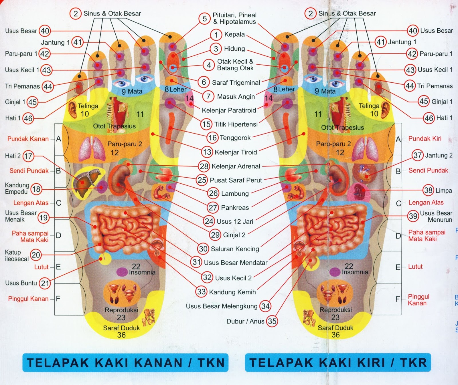 Pijat Refleksi Untuk Kesehatan Dirisendiri