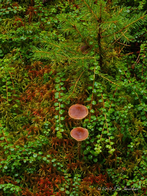 poison sumac rash pictures. poison sumac rash images.