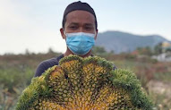 Nanas Kembar Lapan Jadi Tarikan Di Alor Setar