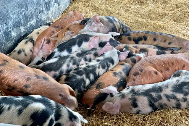 A group of piglets cuddled together