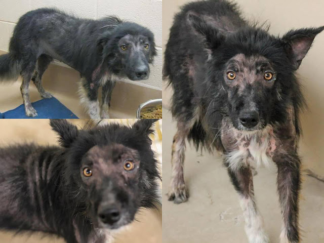 Three shelter images of a very sad-looking dog.