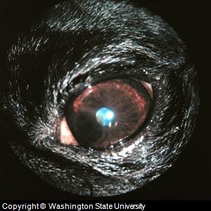 Dog Eye Diseases4