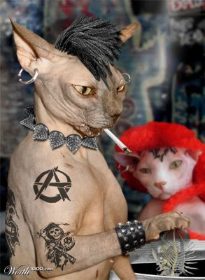 Animals punk Seen On www.coolpicturegallery.us