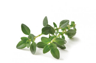 sprig of thyme