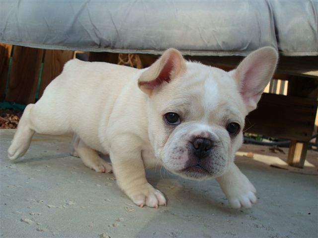 French Bulldog Puppies