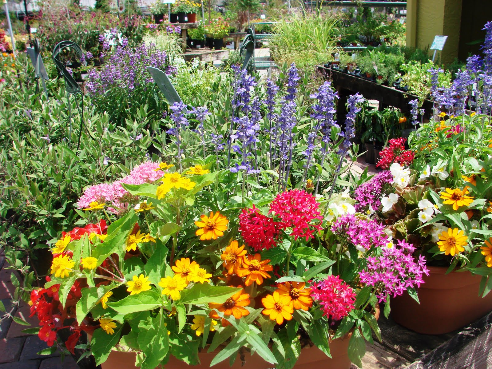 Earth Shattering Gardening Summer Containers That Beat The Heat
