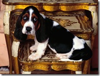 Dogs-wallpapers (162)