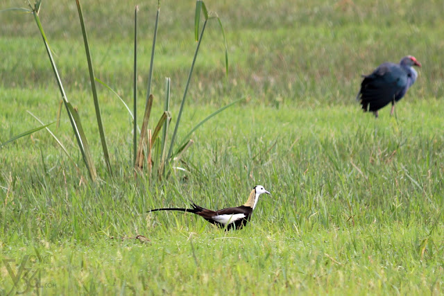 Adult male Pheasant-tailed Jacana along with Purple Swamphen