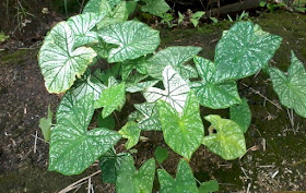 Pokok Keladi Hiasan