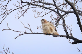 Red-tailed hawk all fluffed up.