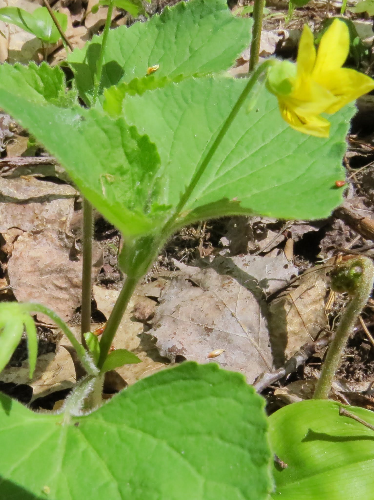 downy yellow violet