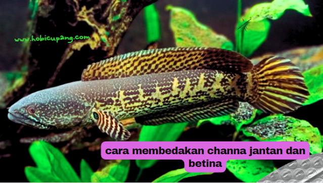 cara membedakan channa jantan dan betina