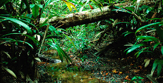 amazon rainforest