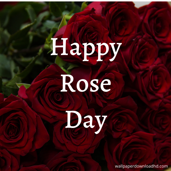 happy rose day images