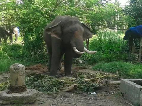 Elephants in Punnathoor Kotta