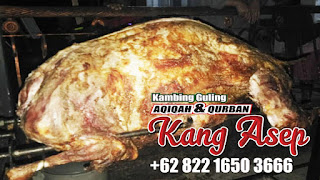 kambing guling