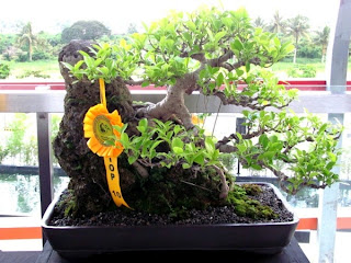 Bonsai, Mindanao, Desmodium, SM Lanang Premier, Kadayawan Festival, Home and Garden, Informal upright, Triple trunk, Cascading, Literati, Rock clasping, Slanting, Raft, One sided, Clump, Broom