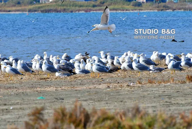 Αλλάζει ριζικά ο χάρτης των περιοχών Natura