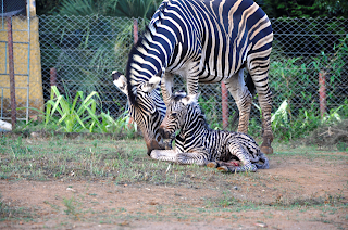 Deu zebra no zoológico de Ondina