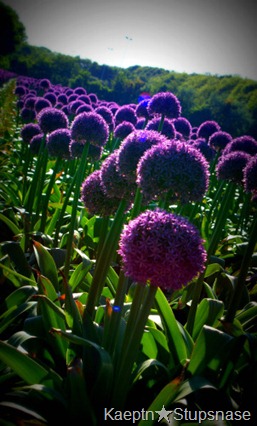 Allium1