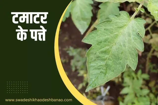 Information about tomato leaf in Hindi