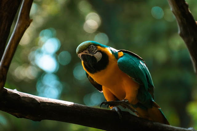 Colorful Parrots Images Gallery Wallpapers 4K Free Download