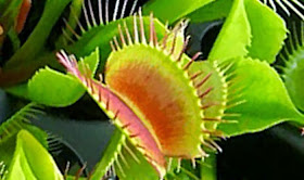 Dionaea Muscipula