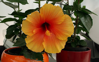 http://fotobabij.blogspot.com/2015/03/hibiscus-rosa-sinensis-carolina-breeze.html